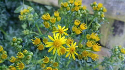 Close-up of yellow flowers