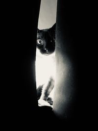 Portrait of cat peeking through black background