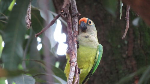 Close-up of bird perching on branch