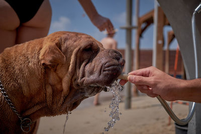 Close-up of hand holding dog