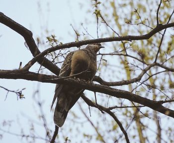 Low angle view of bird perching on tree against sky