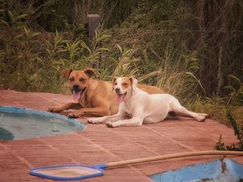 Portrait of dog relaxing in swimming pool