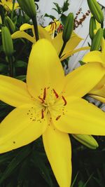 Close-up of yellow flower