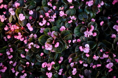 High angle view of pink flowering plants