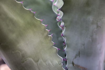 Close-up of succulent plant