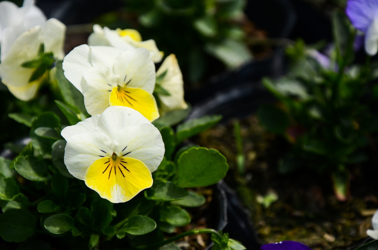 CLOSE-UP OF FLOWERING PLANT