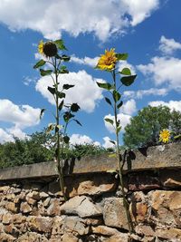 Low angle view of flowering plants against wall