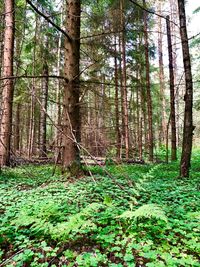 Trees growing in forest