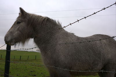 Horse standing in ranch against sky