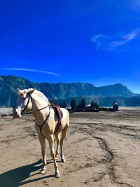 Horse standing on a land