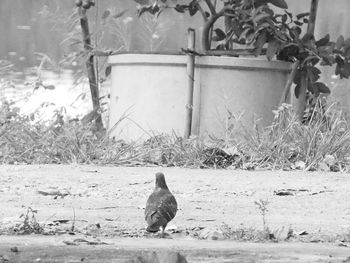 Bird perching outdoors