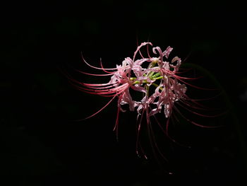 Close-up of plant against black background