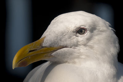 Close-up of seagull