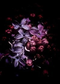 Close-up of pink flower