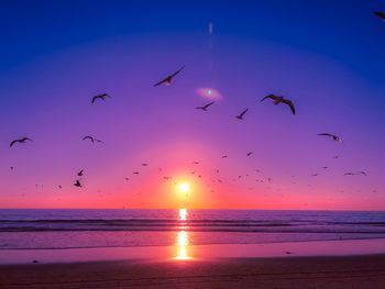 Birds flying over beach against sky during sunset