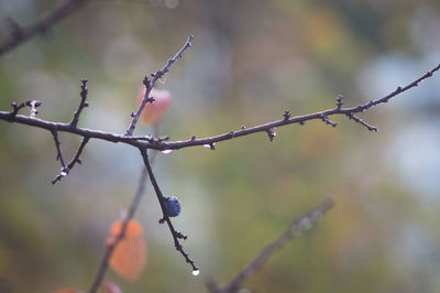 Close-up of snow on branch