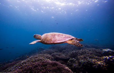 Turtle swimming in sea