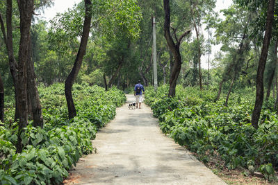 Rear view of people walking on footpath amidst trees