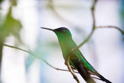 Close-up of bird perching on branch