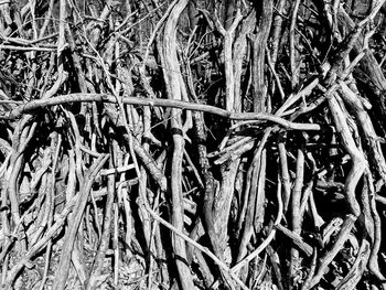 Full frame shot of tree roots