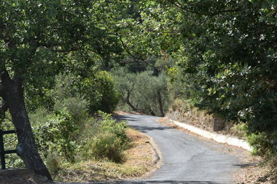 Road amidst trees in forest