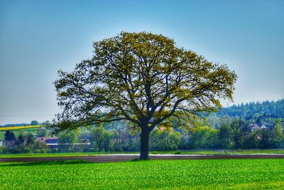 Tree in field against clear sky