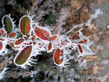 Close-up of frozen plant during winter