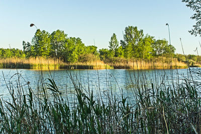 Scenic view of lake against clear sky