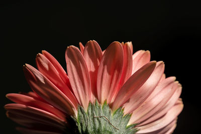 Close-up of pink flower against black background