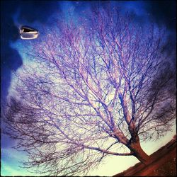 Low angle view of bare trees against blue sky