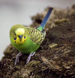 Close-up of an animal