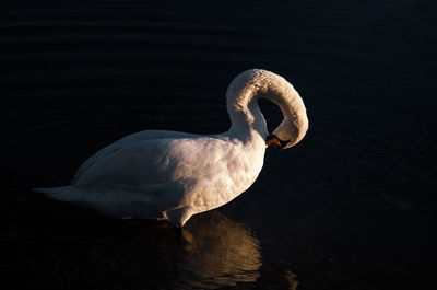 Close-up of swan swimming in lake