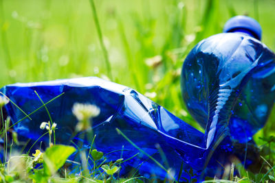 Close-up of blue flower on field