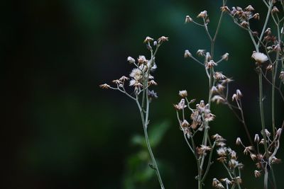 Close-up of flowering plant