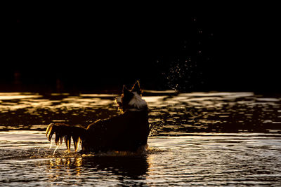 Horse swimming in a lake