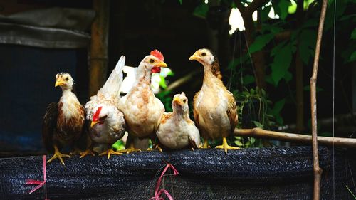 Dwarf chicken in the farm