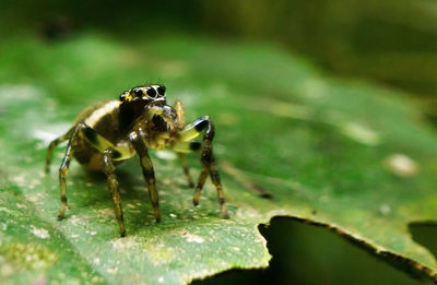 Close-up of insect