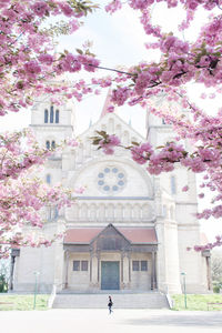 Low angle view of pink flower tree against building