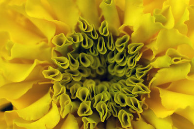 Close-up of yellow flowering plant