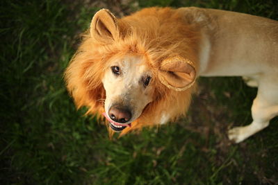 High angle view of dog on field