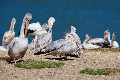 Flock of pelicans on lakeshore