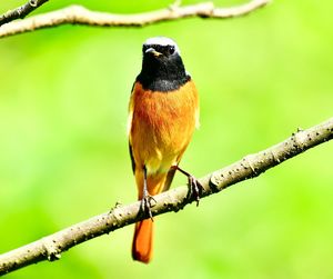 Close-up of bird perching on branch