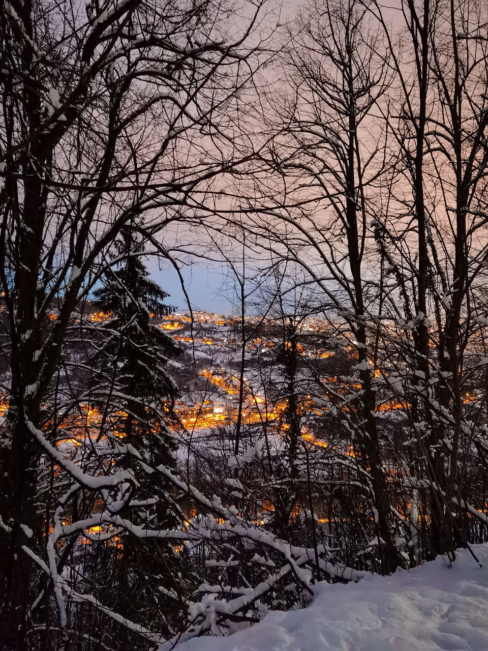 BARE TREES IN SNOW COVERED FOREST