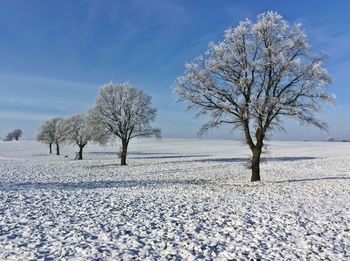 Bare trees on snow covered landscape