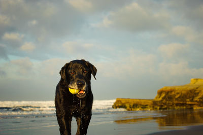 Portrait of black labrador carrying ball in mouth at beach