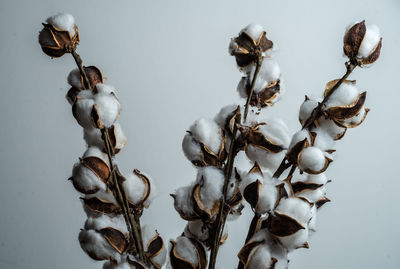 Close-up of dried flowers against white background