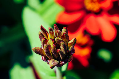 Close-up of red flowering plant