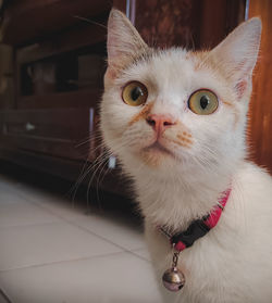 Close-up portrait of a cat