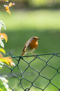 Close-up of bird perching on fence