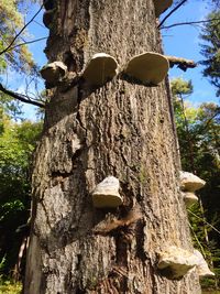 Low angle view of tree stump